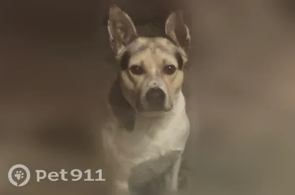 Lost male dog, North Lockhart Street, 1511, Sherman — brown face, black coloring, and a black tail spot - photo