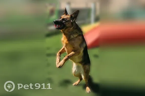 Lost dog, Hawthorne Lane, 16299, Mount Vernon — female black and tan German shepherd - photo