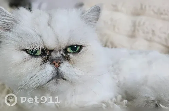 Lost male cat, Meridian Drive, 42540, Sterling Heights — white Silver Persian - photo