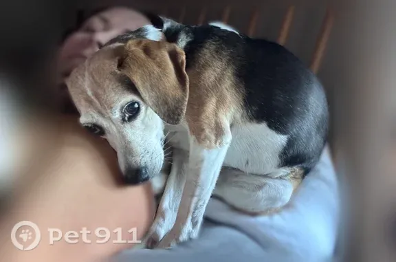Lost dog, Mockingbird Lane, 5654, Bargersville — shy 9-year-old tricolor beagle - photo