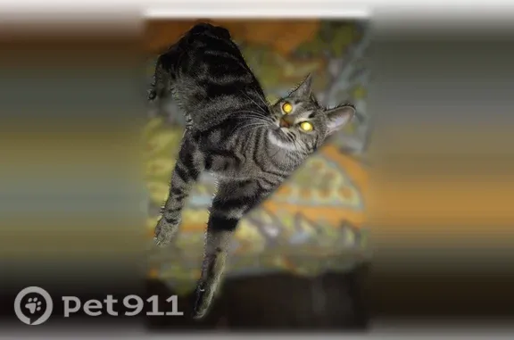 Missing cat Red Wing, photo: Lost female cat, West 7th Street, 298, Red Wing — door left open