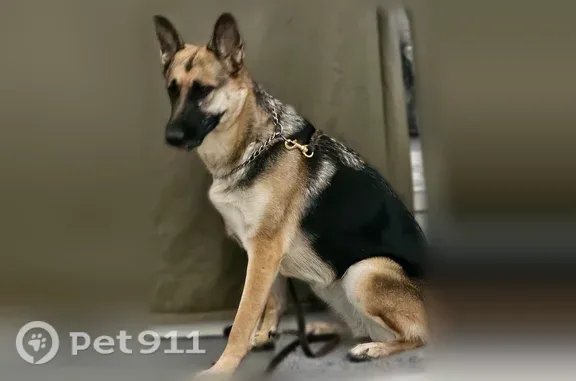 Lost dog, Pacific Highway #1; Korean War Veterans Memorial Highway; Purple Heart Trail, Wilsonville — female black and tan German Shepherd - photo