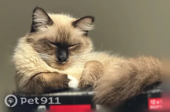 Missing cat Ensley, photo: Lost cat, Floyd Drive, 7412, Ensley — male, cream and brown, long-haired Siamese