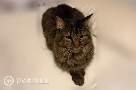 Lost cat, Vista View Court, 5555, Raleigh — skittish female with striped brown and black fur - photo
