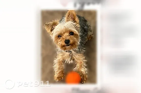 Lost dog, male, North Fairgrounds Road, 1701, Midland — one floppy ear - photo