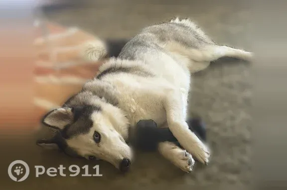 Missing dog Little Rock, photo: Lost Dog, Misty Court, 3, Little Rock — Male Husky with Blue Eyes