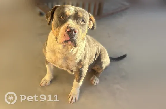 Lost Dog, Deserts Drive, Socorro — female - photo
