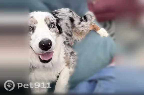 2.5 year old Aussie mix, blue merle, no collar, needs meds, high energy, startles easily