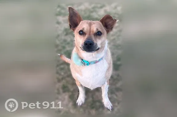 Lost female dog, Memphis Drive, 7743, Lubbock — brown Chihuahua mix - photo