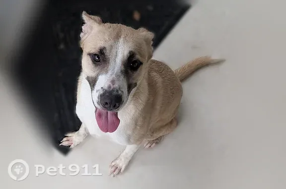 Found pets Duquesne, photo: Found dog, Cedarhurst Drive, North Versailles, Duquesne — friendly female blonde mix, estimated under 2 years old