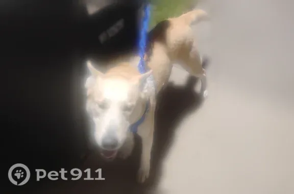 Found pets Detroit, photo: Found dog, Englewood Street, 356, Detroit — friendly male Husky with light blue eyes