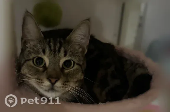 Lost cat, 85th Road, 76-04, Queens — friendly tall tabby - photo