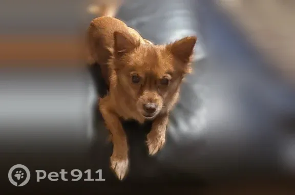 Lost dog, Northwest 1st Place, 6510, Miami, Arlington — small, shaggy, golden male with an implanted microchip - photo