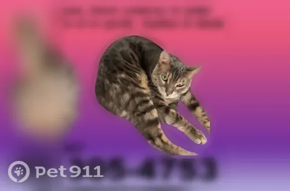 Lost cat, male — North 27th Avenue, 30905, Phoenix — Bengal with grey spots - photo