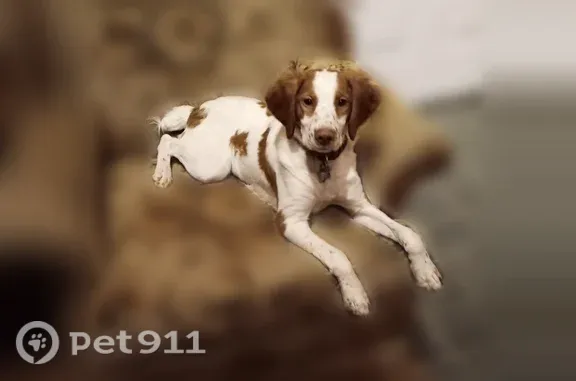 Lost dog, Boy Scout Road, Rangeley, Chester Center — female Brittany with a collar and rabies tag - photo