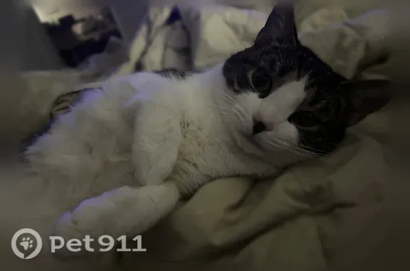 Missing cat Savannah, photo: Lost cat, Georgetown, Georgia, Savannah — female with a pink collar