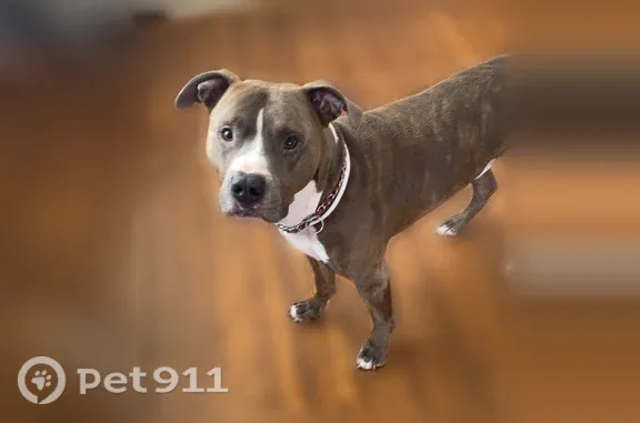 Lost dog, North 41st Street, 134, Louisville — male brindle Pit Bull with a white chest patch - photo