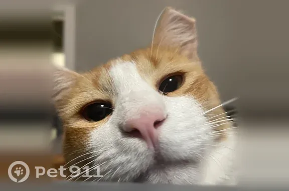 Lost male cat, West Calle Guadalajara, 1845, Tucson — 1 year old, white and orange - photo