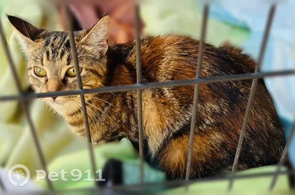 Found cat Grand Prairie, photo: Found Female Cat, British Boulevard, 1123, Grand Prairie — No Collar