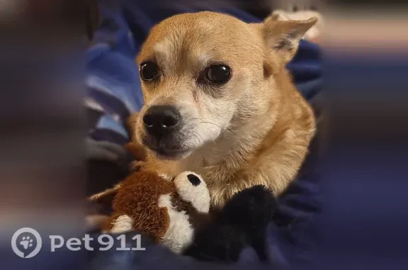 Lost dog, male, West Main Street, 512, Coppell — tan and brown mix with a white face - photo