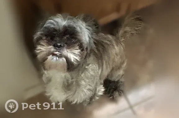 Lost dog, West Euless Boulevard, 100, Euless — male Shih Tzu with protruding bottom teeth - photo