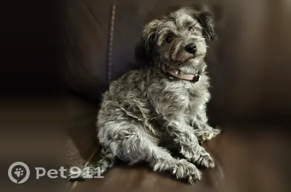 Lost dog, NC 705, 1387, Whynot, Seagrove — female with a white chest spot - photo