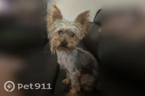 Lost dog, Phoenix — female with a long black tail - photo