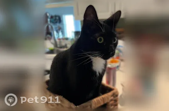 Missing cat Zephyrhills, photo: Lost cat, male, Pretty Pond Road, 38736, Zephyrhills — black with a white triangle on chest