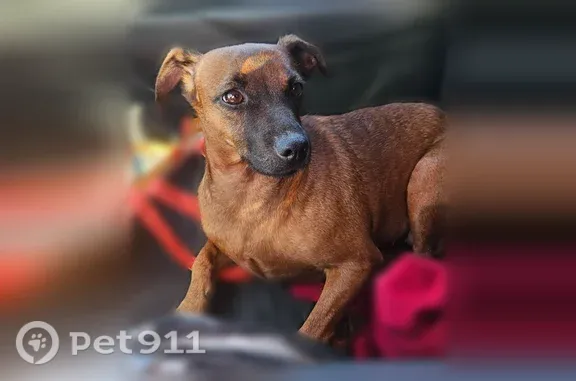 Lost dog, Fairfield, California, San Jose — small brown female dog - photo
