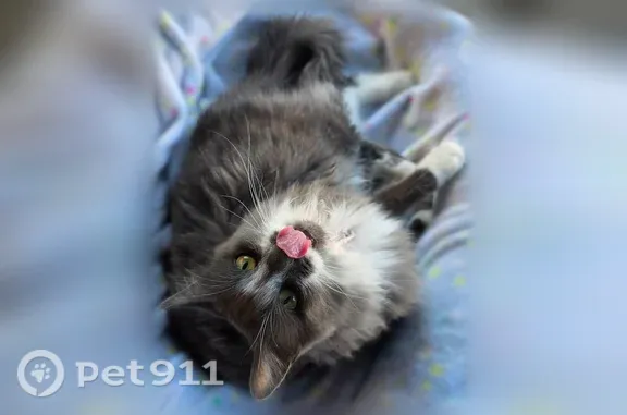 Missing cat Ca?on City, photo: Lost cat, Leslie Lane, 2548, Cañon City — female with distinctive face markings
