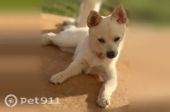 All white Short coat Blue eyes Black nose
