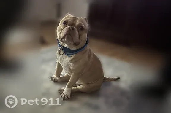 Lost dog, Collindale Cove, 12713, Austin — 50 pounds, no collar - photo