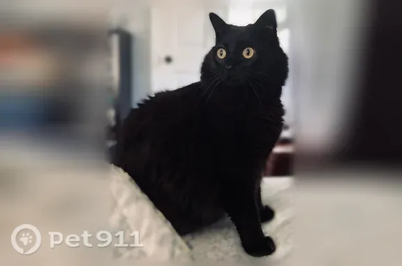 Lost cat, male, West Yale Avenue, 7101, Denver — black fur and bushy tail - photo