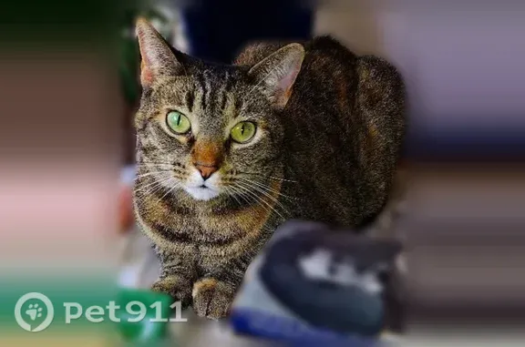 Missing cat St. Petersburg, photo: Lost female cat, 63rd Street North, 2791, St. Petersburg — brown tabby with black stripes