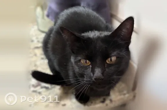 Found cat Meridian, photo: Found cat, North Trident Avenue, 4730, Meridian — female, black and friendly