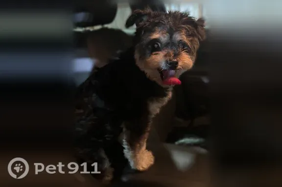 Found dog West Allis, photo: Found dog, West Greenfield Avenue, 8404, West Allis — friendly female with a vision issue