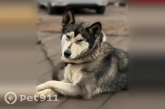 Lost female dog, South Arizona Avenue, 19015, Chandler, Phoenix — affectionate and playful - photo
