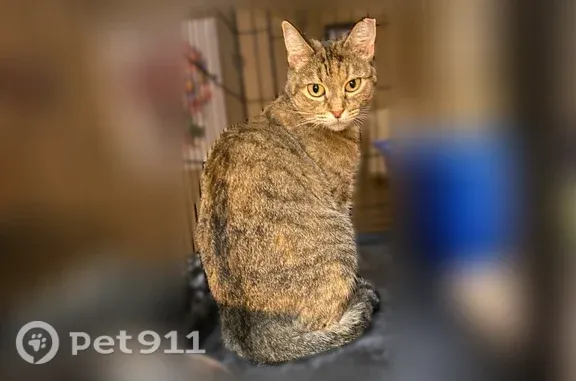 Found cat Glendale, photo: Found cat, North 72nd Drive, 6028, Glendale — female brown tabby