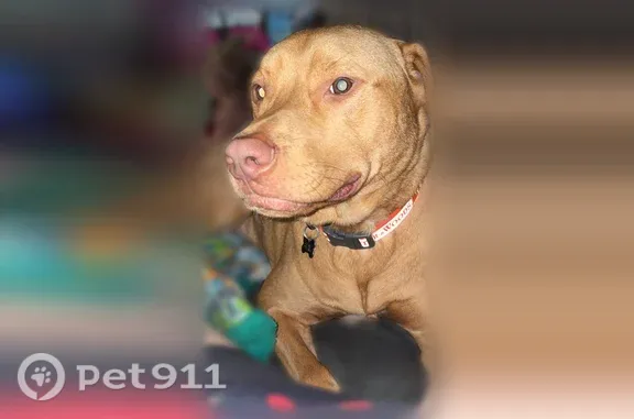 Lost dog, Littlelot Road, 5998, Dogwood Flat, Lyles — small male with a white chest patch - photo