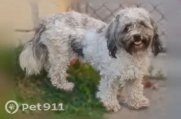 Found pets Dearborn Heights, photo: Found dog, North Telegraph Road, 6565, Dearborn Heights — female, white and grey