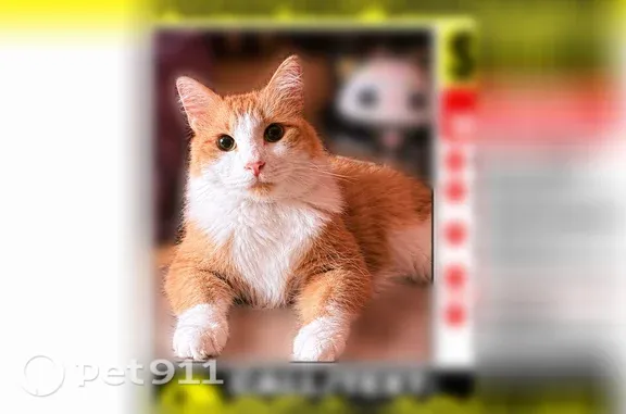 Missing cat Copperas Cove, photo: Lost cat, Sorrell Drive, 205, Copperas Cove — male with a bushy tail