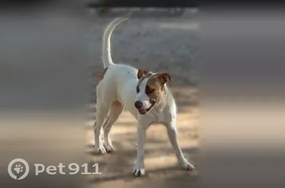Lost dog, Michelle Drive, Alabama, Prattville — female - photo