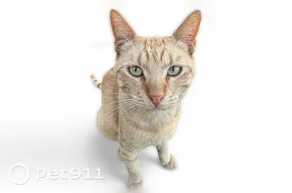 Lost cat, West 1st Street, 271, Perris, Baltimore — gentle male with tiger pattern - photo