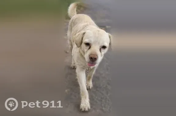 Lost male dog, Midway Plaza, 29, Tallmadge — blue collar and tear stains - photo