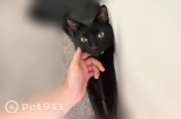 Lost cat, Casablanca Avenue, 4599, Kissimmee — male with yellow-green eyes - photo