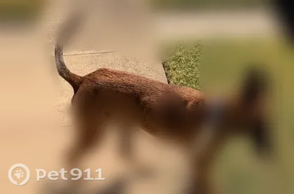 Lost dog, Rainbow Drive, 809, Richardson, Dallas — female Belgian Malinois, 2 years old - photo