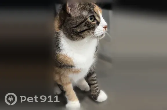 Lost cat, Gross Point Road, 8901, Skokie — female with green eyes - photo