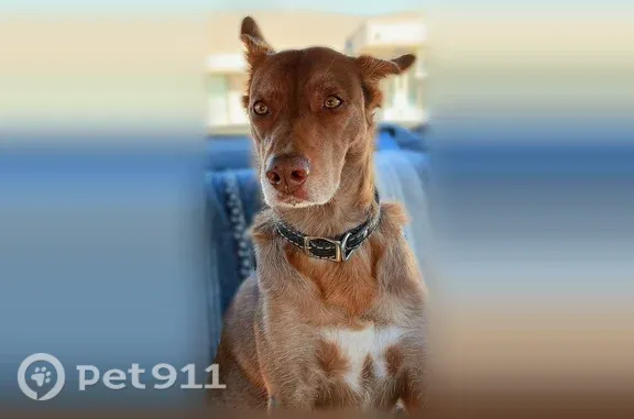 Lost dog, Angels Camp, California, Rocklin — female with pointy ears - photo