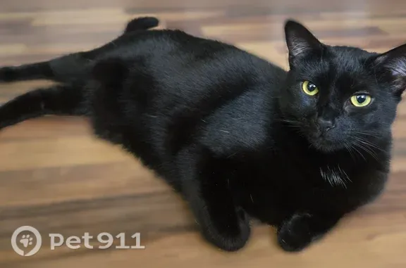 Missing cat Diamond Bar, photo: Lost cat, Estoril Drive, 22911, Diamond Bar — female with black coat and yellow-green eyes