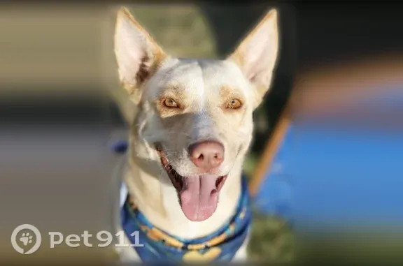 Lost dog, Coney Street, 138, San Antonio - female with tan-and-white fur - photo